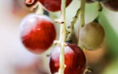 The Beauty and Benefits of Grape Seed Extract for Skin